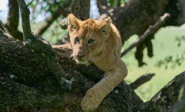 brown lioness on brown tree trunk during daytime