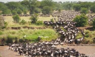 herd of bulls