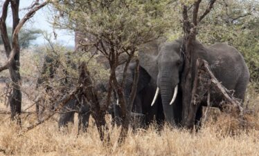 four elephants beside trees
