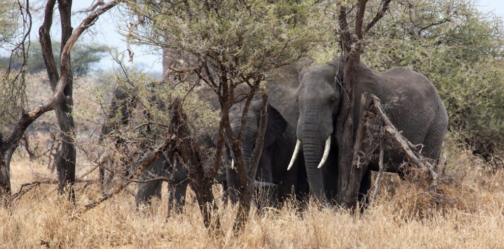 four elephants beside trees