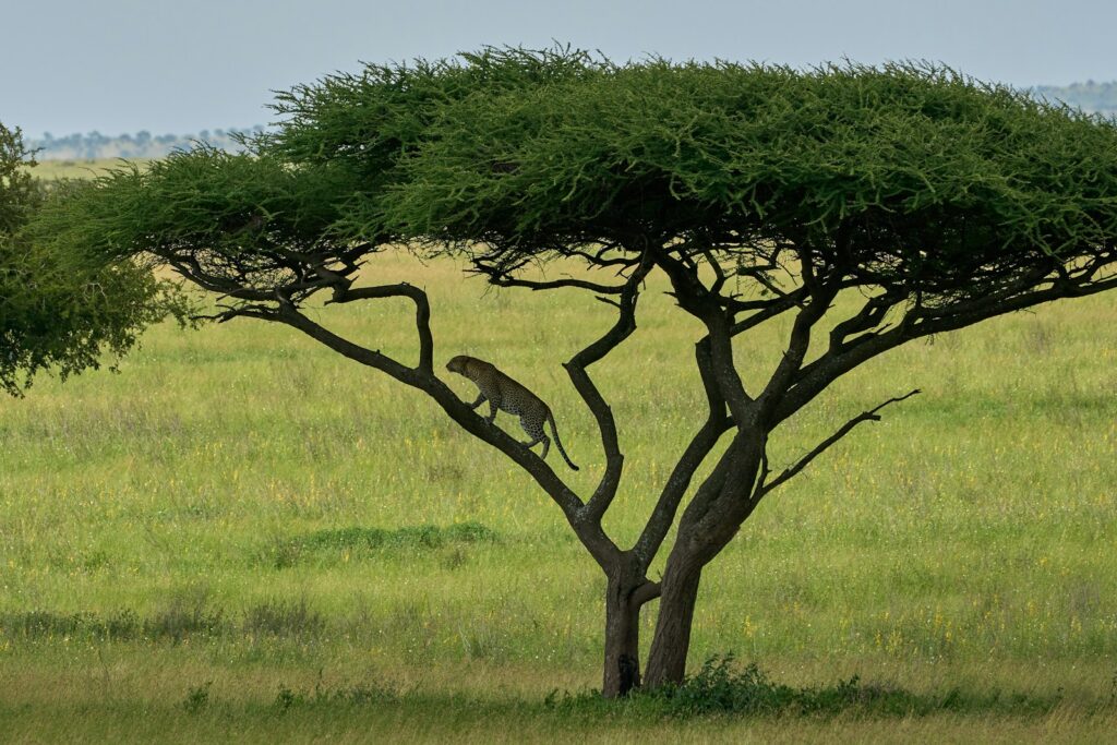 green tree on green grass field during daytime