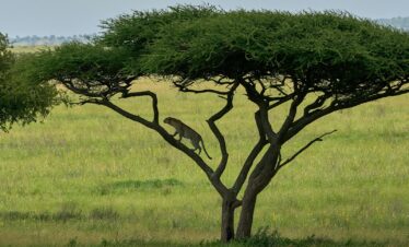 green tree on green grass field during daytime