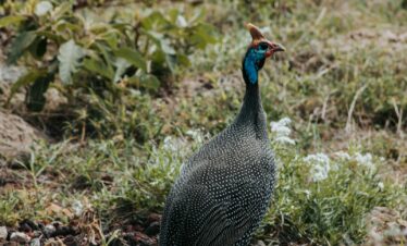 black and white turkey on green grass during daytime