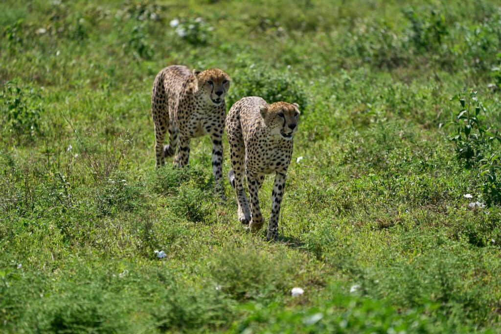 cheetah walking on green grass field during daytime