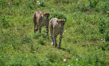 cheetah walking on green grass field during daytime