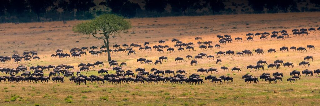 bunch of antelopes