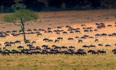 bunch of antelopes