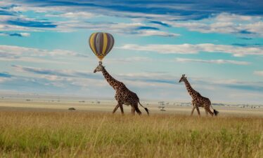 two giraffes walking in a field with a hot air balloon