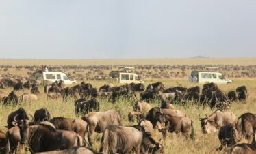 herd of elephants on green grass field during daytime