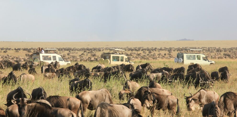 herd of elephants on green grass field during daytime