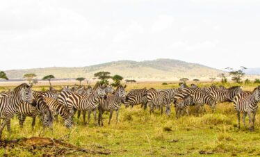 zebra on brown grass field during daytime