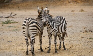 2 zebra standing on brown sand during daytime