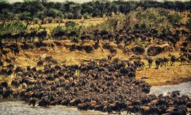 herd of buffalos