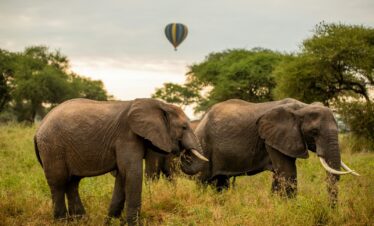 a couple of elephants that are standing in the grass