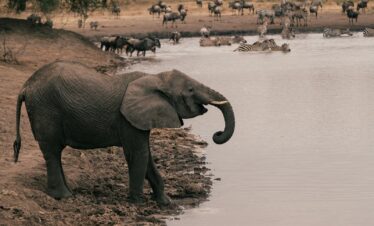 elephant drinking water on lake during daytime
