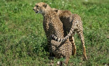 cheetah walking on green grass during daytime