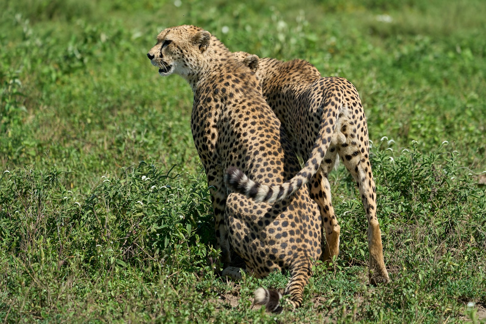 cheetah walking on green grass during daytime