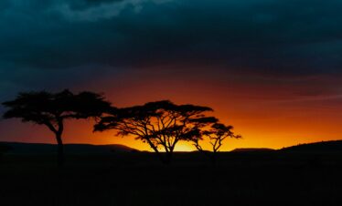 silhouette of trees during sunset