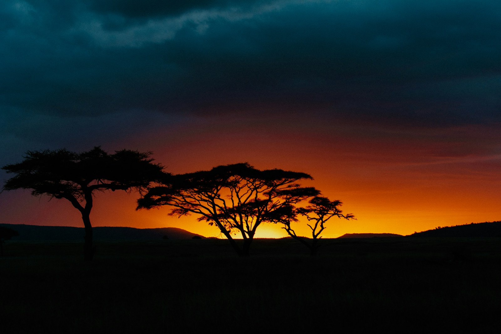 silhouette of trees during sunset