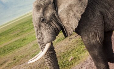 brown elephant standing on pathway during daytime