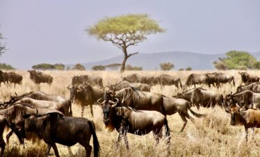 herd of water buffalo on brown grass field during daytime