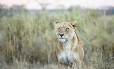 photo of white and brown lion on grass